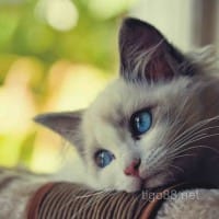 Avatar người chơi Liễu Thùy My review bảo mật